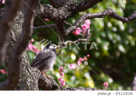 ウメムクドリ 6521626