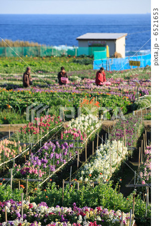 南房総 白間津の花畑 6521653