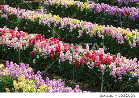 南房総 白間津の花畑 南房総 白間津の花畑 6521655