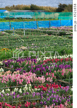 南房総 白間津の花畑 南房総 白間津の花畑 6521658