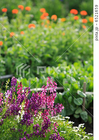 南房総 白間津の花畑 南房総 白間津の花畑 6521659