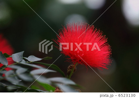 カリアンドラ 6523130