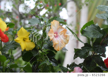 ハイビスカスの花 ハイビスカスの花 6523266