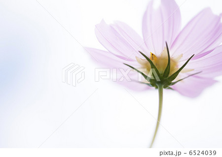 優しい光 6524039