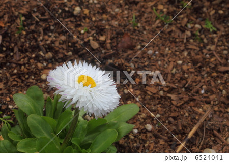 白いデージ 6524041