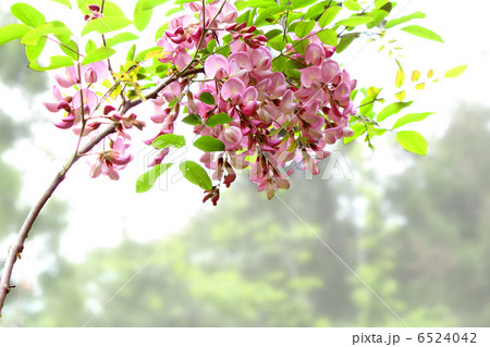 ヤマフジ 6524042