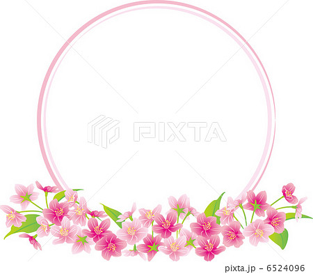 桜 桜 6524096