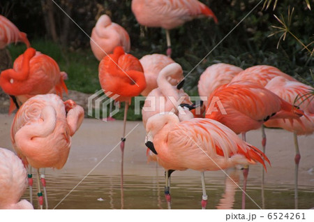 フラミンゴ フラミンゴ 6524261
