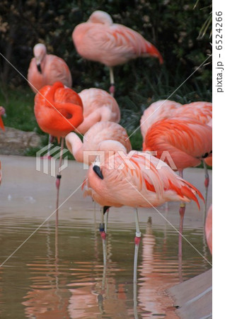 フラミンゴ 6524266