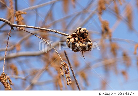ラクウショウ ラクウショウ 6524277