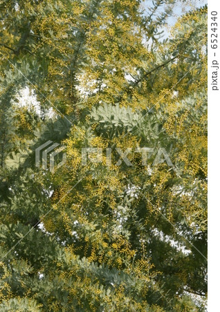 ミモザの蕾 ミモザの蕾 6524340