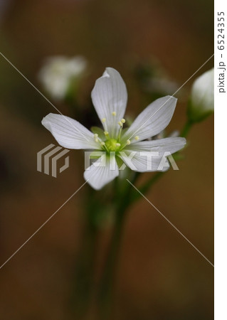 ハエトリソウ ハエトリソウ 6524355