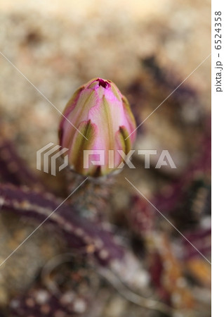 サボテンの花の蕾 6524358
