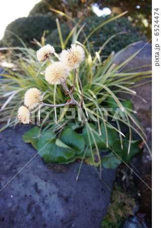 ツワブキの綿毛 6524474