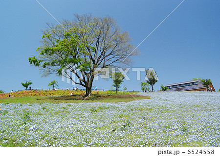 シンボルツリー_芽吹き 6524558