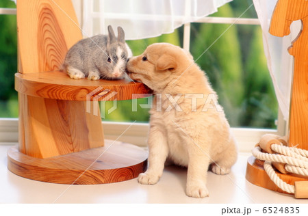 仔犬とミニウサギ 6524835
