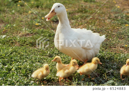 アヒルの親子 6524883