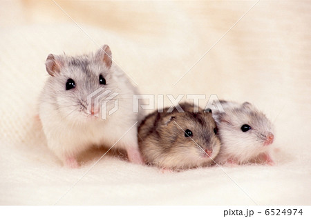 ジャンガリアンハムスターの写真素材