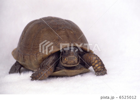 陸ガメ 6525012
