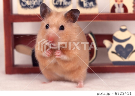 キンクマハムスター 6525411
