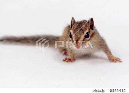 シマリス 6525412