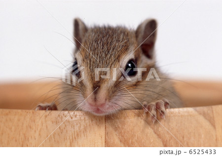 シマリス 6525433