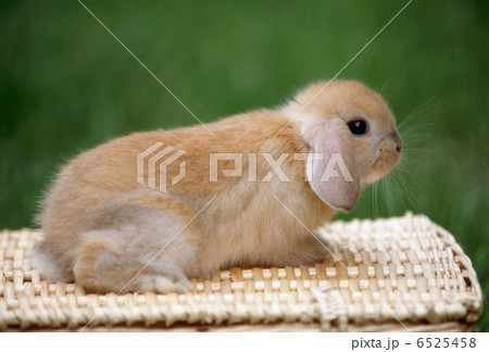 ロップイヤーラビット ロップイヤーラビット 6525458