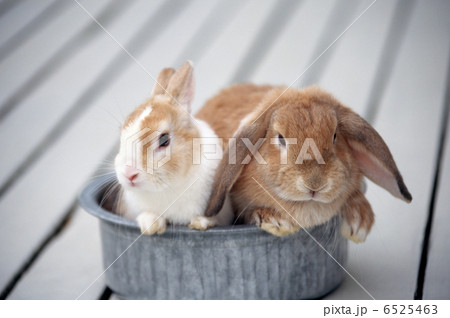 ロップイヤーラビット 6525463