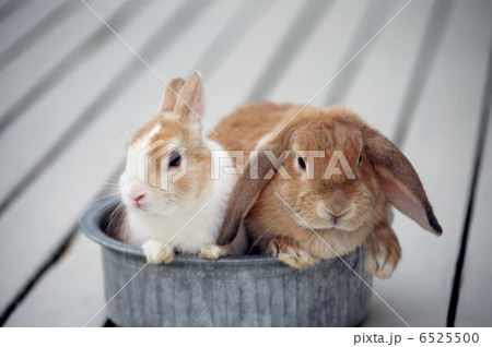 ロップイヤーラビット 6525500