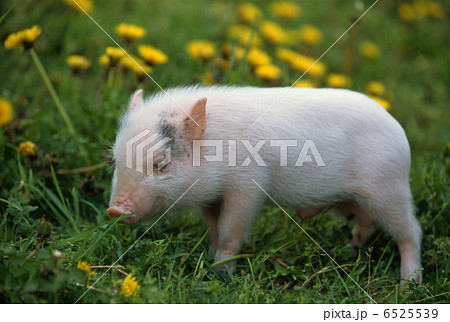 ミニブタ 6525539