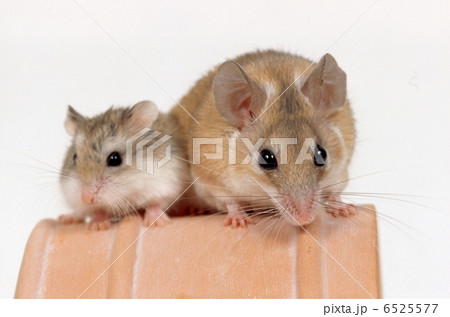 ジャンガリアンハムスター 6525577