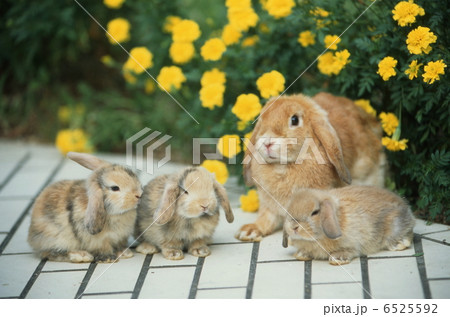 ロップイヤーラビット ロップイヤーラビット 6525592