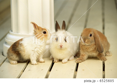 仔ウサギ 仔ウサギ 6525605