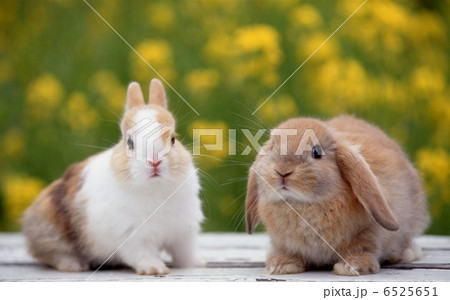 ロップイヤーラビットとミニウサギ 6525651