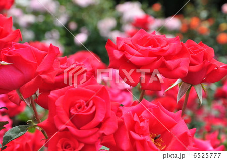 タイムレス’98 6525777