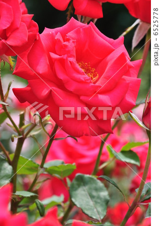 タイムレス’98 6525778