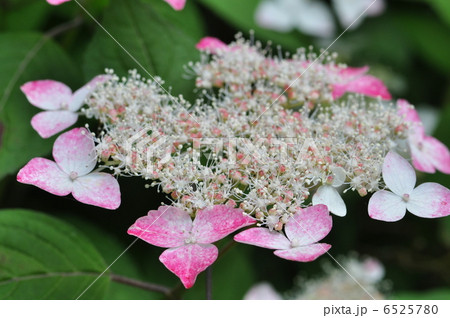 紫陽花　レディ・ミズキ 6525780