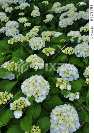 紫陽花 シロテマリ 6525793