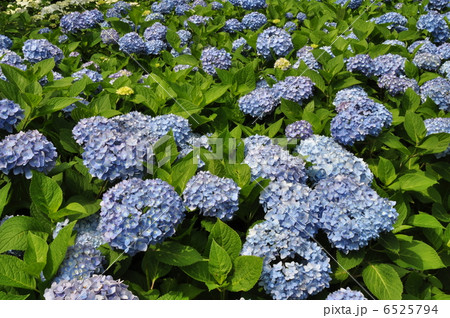 紫陽花 ヒメアジサイ 紫陽花 ヒメアジサイ 6525794