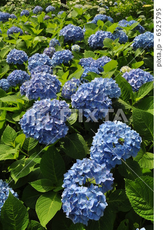 紫陽花 ヒメアジサイ 紫陽花 ヒメアジサイ 6525795