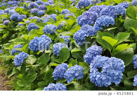 紫陽花 ヒメアジサイ 6525801