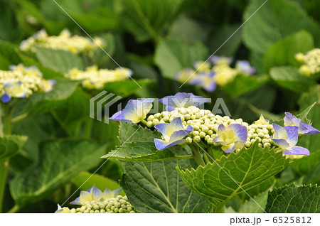 紫陽花 ブルースカイの写真素材