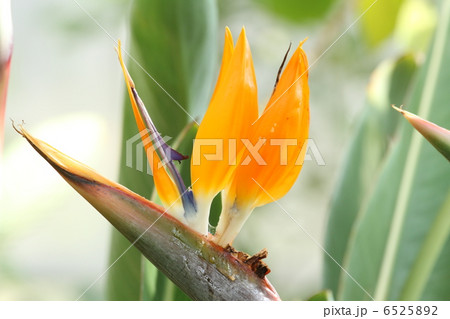 天狗花 6525892