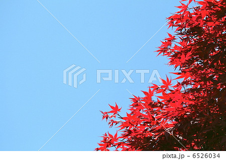 青空に映えるもみじ 6526034