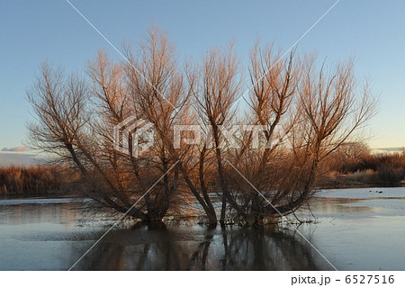 沼の木 沼の木 6527516