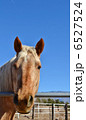 馬と青空 6527524