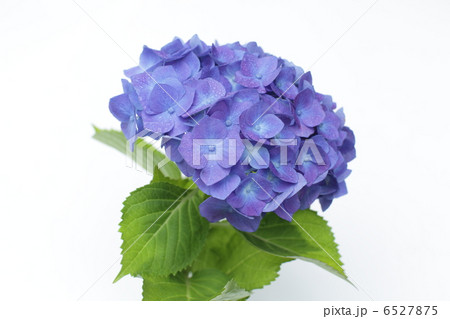 青紫色のアジサイ 6527875