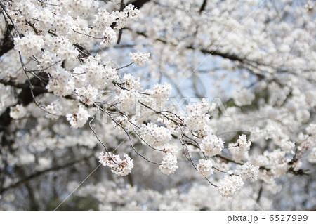 桜 ソメイヨシノ 桜 ソメイヨシノ 6527999