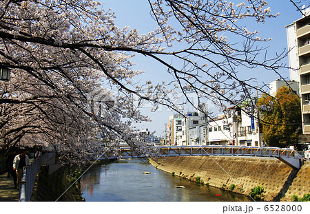 桜ソメイヨシノと平野川 桜ソメイヨシノと平野川 6528000