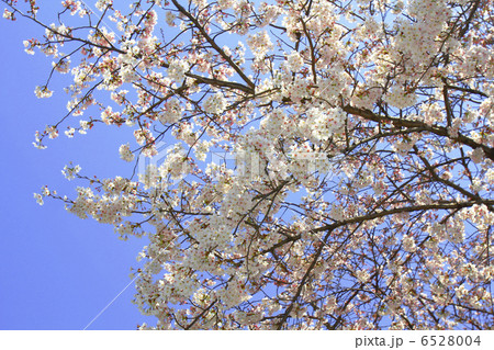 桜 ソメイヨシノ 桜 ソメイヨシノ 6528004